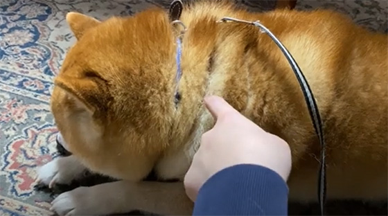 柴犬らんまる家族・姉