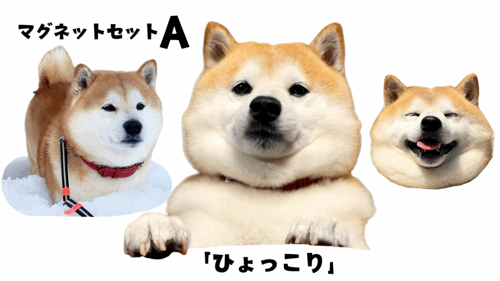 柴犬らんまるマグネット　セットA