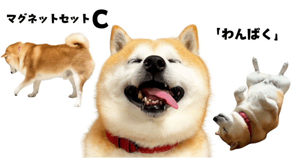 柴犬らんまるマグネット　セットC