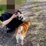 テレビ番組密着取材をしてからオンエアチェックをし直筆サインに対応する柴犬らんまる