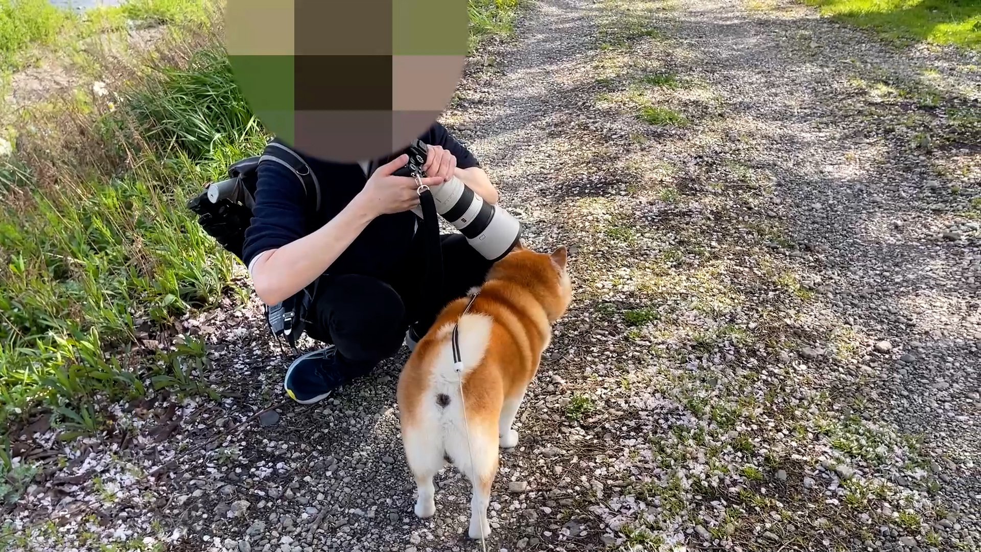 テレビ番組密着取材をしてからオンエアチェックをし直筆サインに対応する柴犬らんまる